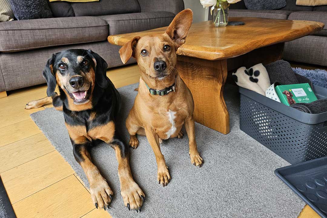 Carpenters Dog Friendly